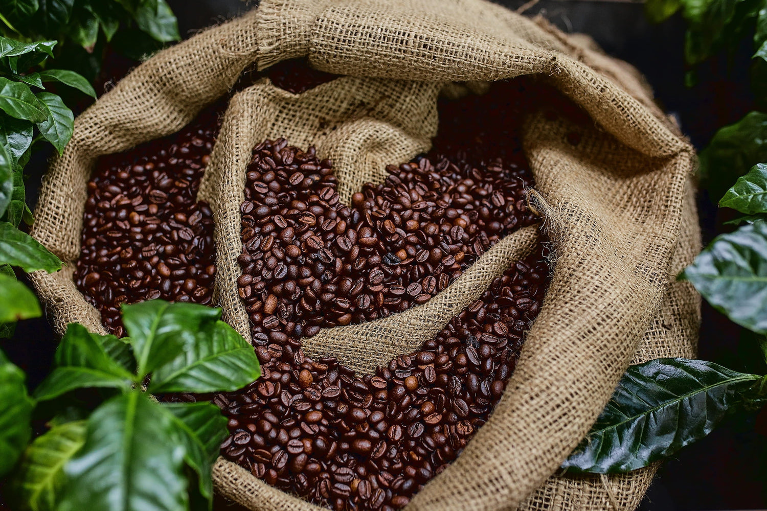Different Types of Coffee Blends Explained